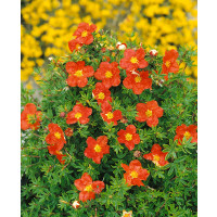 Potentilla fruticosa ´Marian Red Robin´® / Mochna křovitá červená, K9