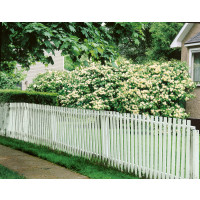 Viburnum opulus / Kalina obecná, K9