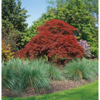 Acer palmatum ´Atropurpureum´ / Javor dlanitoklaný, 40-50 cm, C3