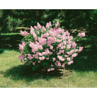 Syringa patula ´Miss Kim´ / Šeřík, 15-20 cm, K9