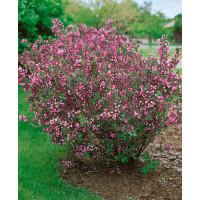 Weigela florida ´ Foliis Purpureis´ / Vajgélie květnatá, 20-30 cm, C2