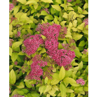 Spiraea jap. ´Golden Princess´ / Tavolník japonský, 10 - 15 cm, K12