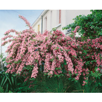 Weigela florida Rosea / Vajgélie květnatá, 50-60 cm, C3