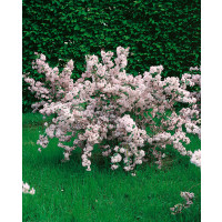Deutzia rosea / Trojpuk růžový, 30-40 cm, C1,5