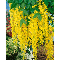 Laburnum watereri ´Vossii´ / Štědřenec Watererův, 125-150 cm, C10