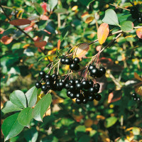 Aronia melanocarpa ´Nero´ / Temnoplodec černoplodý, 100-120 cm, K19