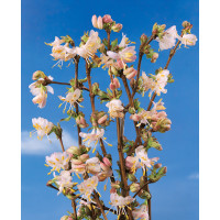 Lonicera fragrantissima / Zimolez vonný, 40-50 cm, C3