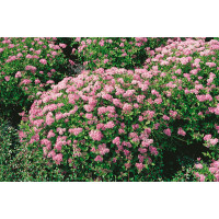Spirea japonica Little Princess / Tavolník japonský, K9