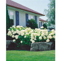 Hydrangea arborescens ´Annabelle´ / Hortenzie stromečková, 50-60 cm, C5
