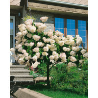 Hydrangea paniculata ´Grandiflora´ / Hortenzie latnatá , 40-50 cm, C1,5