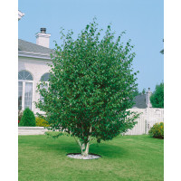 Betula utilis jacquemontii / Bříza himalájská, 175-200 cm, C10