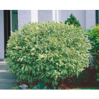 Cornus alba ´Elegantissima´ / Svída bílá / Dřín, 40-50 cm, C2