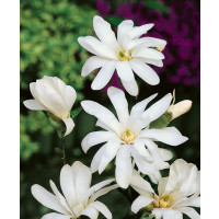 Magnolia stellata ´Waterlily´ / Šácholan hvězdovitý, 40-50 cm, C1