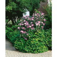 Hibiscus syriacus / Ibišek syrský, bal. 10 ks VK na živý plot