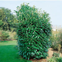 Prunus laurocer. ´Caucasica´ / Bobkovišeň lékařská, 30-40 cm, K9