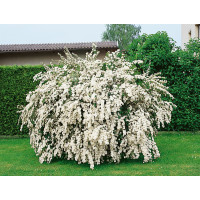 Spiraea vanhouttei / Tavolník van Houtteův, 30-40 cm, C1,5