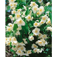 Philadelphus ´Virginal´ / Pustoryl panenský, 30-40 cm, C2