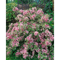 Weigela fl. ´Variegata´ /Vajgélie květnatá panašovaná, C2