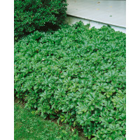 Pachysandra term. ´Green Carpet´ / Tlustonitník klasnatý, K9