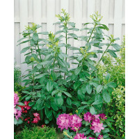 Prunus laurocerasus ´Novita´ / Bobkovišeň lékařská, 25-30 cm, K9