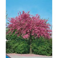 Cercis canadensis / Zmarlika kanadská, 50-60 cm, C3