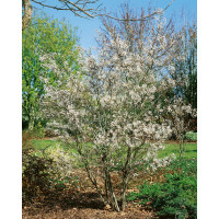 Amelanchier lamarckii / Muchovník Lamarckův, bal. 10 ks C3,5, 3-let.., 60-80 cm, na živý plot
