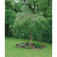 Betula pendula ´Youngii´ / Bříza bělokorá převislá, 150-175 cm, C4