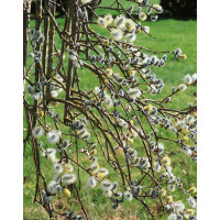 Salix caprea ´Kilmarnock Pendula´ / Vrba jíva, 120 cm kmínek, VK