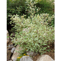 Cornus alba ´Sibirica Variegata´ / Svída bílá / Dřín, 40-50 cm, C1,5