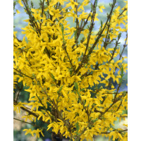 Forsythia x intermedia ´Weekend / Zlatice prostřední / Zlatý déšť nejzelenější / Zlatice, 60-80 cm, K12