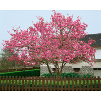 Magnolia soulangeana / Šácholan Soulangeův, 20-30 cm, K9
