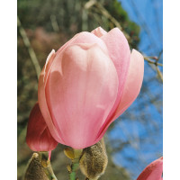 Magnolia soulang. Lennei / Šácholan, 120-150 cm, C10