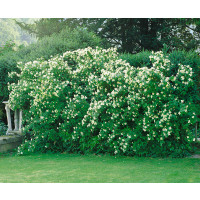 Philadelphus coronarius / Pustoryl věncový, K9