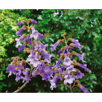 Paulownia tomentosa / Paulovnie plstnatá, 30-50 cm, C3