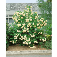 Viburnum opulus ´Roseum´ / Kalina obecná, 40-50 cm, C2