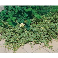 Vinca major „Variegata“ / Barvínek větší / Brčál, C1,5