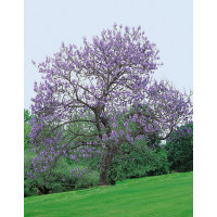 Paulownia tomentosa / Paulovnie plstnatá, 60-80 cm, C2