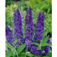 Buddleia davidii ´Empire Blue´ / Komule modrá, 30-40 cm, C3