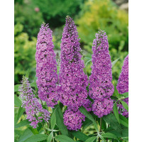 Buddleia davidii ´Ile de France´ / Komule Davidova fialová, C2