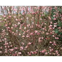 Viburnum bodnantense ´Dawn´ / Kalina, 80-100 cm, C3