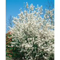 Amelanchier lamarckii / Muchovník Lamarckův, 40-50 cm, K9