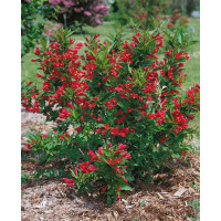 Weigela florida ´Red Prince´ / Vajgélie květnatá, K9