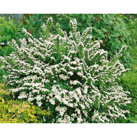 Spiraea nipponica ´Snowmound´ / Tavolník japonský, 20-30 cm, K12