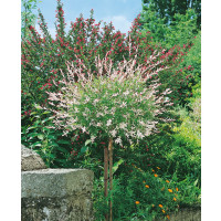 Salix integra ´Hakuro Nishiki´ / Vrba japonská, 60 cm kmínek, C3