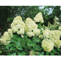 Hydrangea paniculata ´Limelight´ / Hortenzie latnatá, 60-80 cm, C3