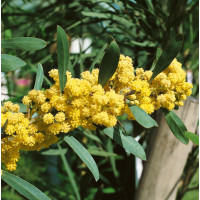 Acacia retinoides / Akácie , K9