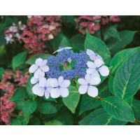 Hydrangea serrata ´BlueBird´ / Hortenzie pilovitá, 50-60 cm, C4