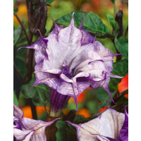 Datura metel / Durman metelový fialový plnokvětý, bal. 5 sem.
