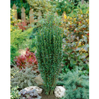 Ilex crenata ´Fastigiata´ / Cesmína vroubkovaná, 60-80 cm, C3