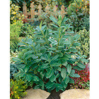 Prunus laurocerasus ´Novita´ / Bobkovišeň lékařská, 25-30 cm, K9